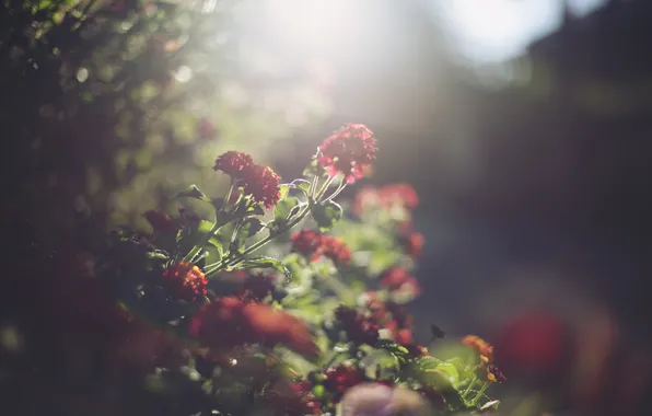 Цветы, красный, лепестки