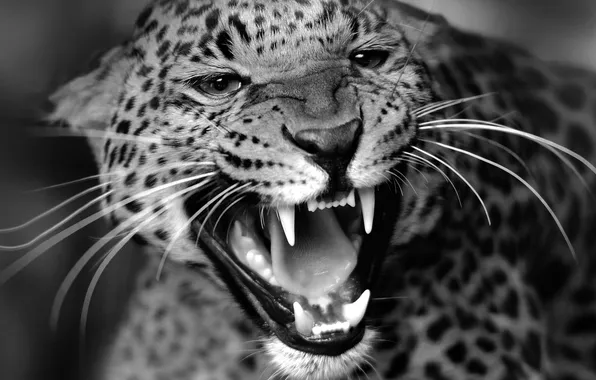 Кошка, Леопард, зверь