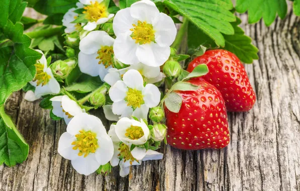 Цветы, ягоды, клубника, strawberry, fresh berries