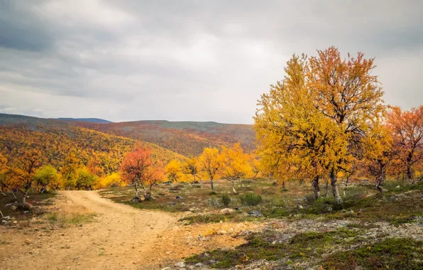 Дорога, поле, осень, лес, небо, облака, деревья, горы