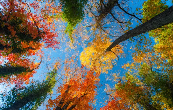 Картинка осень, лес, небо, листья, деревья