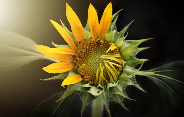 Картинка подсолнух, sunflower, flora