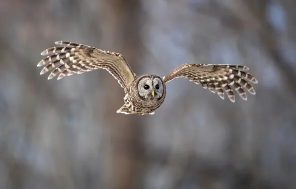 Картинка птицы, сова, полёт, animal, пёстрая неясыть