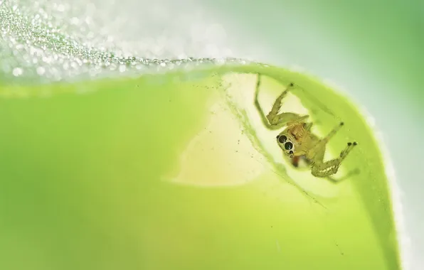 Макро, фон, Jumping Spider