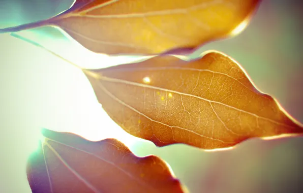 Картинка осень, листья, макро, свет