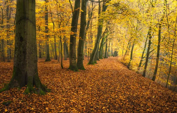 Картинка осень, деревья, парк, река, Германия, опавшая листва