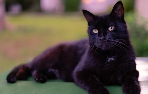 Картинка кошка, кот, черный, лежит