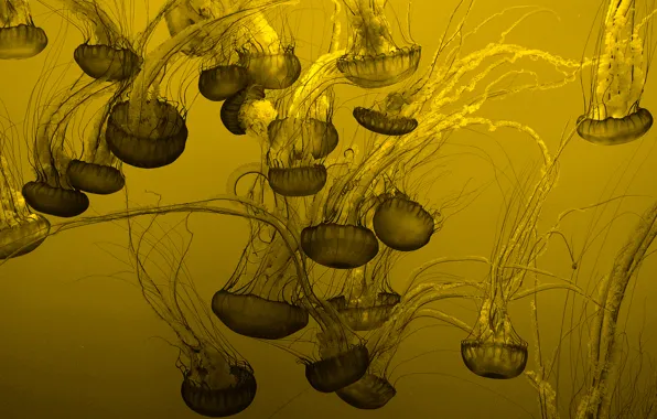 Картинка фон, медузы, много