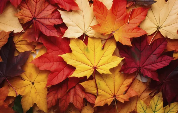 Осень, листья, фон, текстура, colorful, autumn, leaves, maple