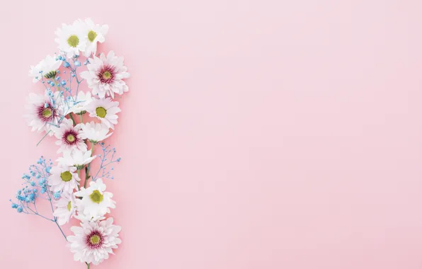 Картинка цветы, хризантемы, pink, flowers, композиция, composition, floral