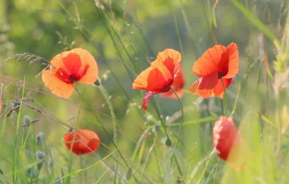 Red, field, poppy, meadow, blooming