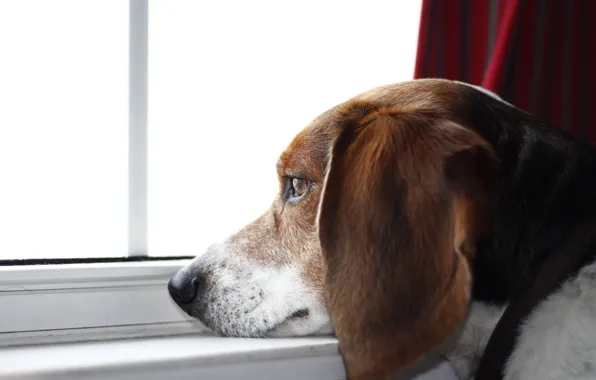Взгляд, друг, собака, beagle