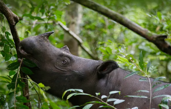 Картинка animal, wildlife, Indonesia, Sumatran rhinoceros, Way Kambas National Park