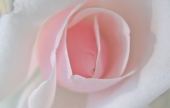 Картинка цветок, розовый