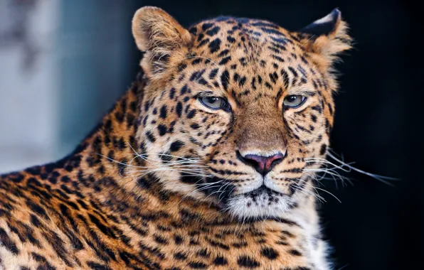 Усы, взгляд, морда, леопард, лежит, leopard, красивый, грустный
