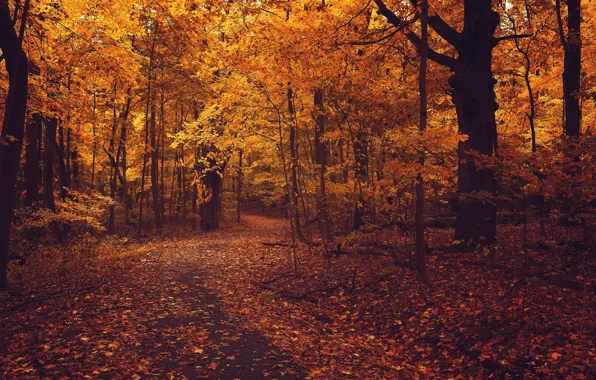 Картинка дорога, осень, лес, асфальт, листья, деревья, ветки, природа