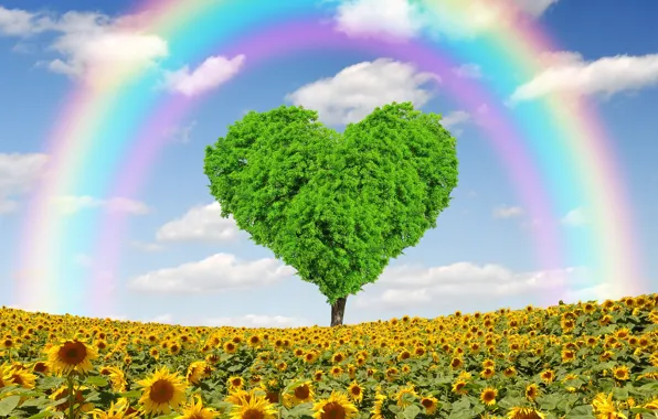 Поле, подсолнухи, дерево, сердце, весна, rainbow, love, field