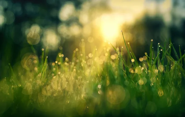 Трава, макро, роса, боке, солнечный свет