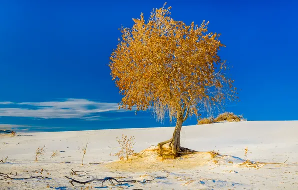 Картинка песок, осень, небо, дерево