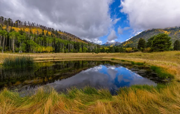 Лес, небо, облака, горы, утро, Аризона, США, Flagstaff