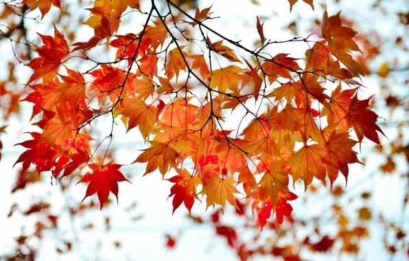Осень, листья, ветка, красные, клен