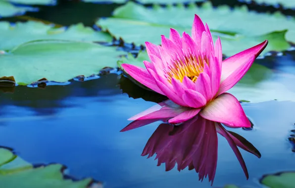Картинка цветы, озеро, лотос, pink, flowers, lake, lotus, кувшинки