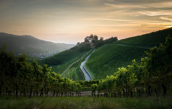 Горы, дома, утро, виноградник