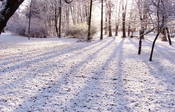 Forest, park, winter, snow