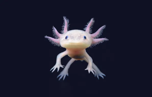 Dark, ocean, Aksolotl