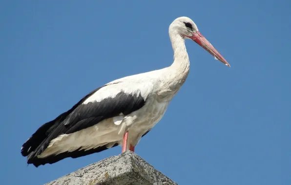 Sky, bird, blue, stork