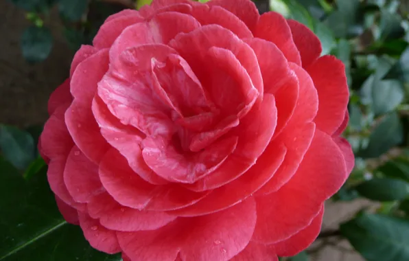 Flower, hana, by ho4hoj, camelia