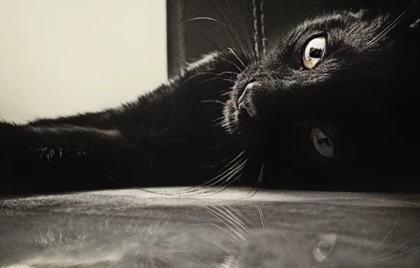 Black, animals, cats