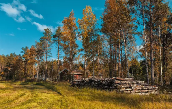 Осень, лес, трава, солнце, деревья, поляна, домики, брёвна