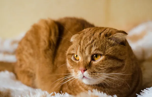 Кошка, кот, взгляд, морда, фон, портрет, вислоухий, рыжий