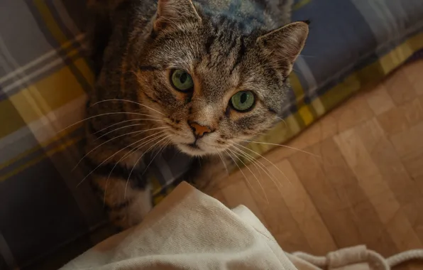 Кошка, кот, взгляд, поза, мордашка