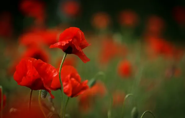 Картинка Весна, Spring, Боке, Bokeh, Красные маки, Red poppy