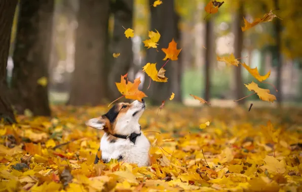 Картинка осень, листья, корги