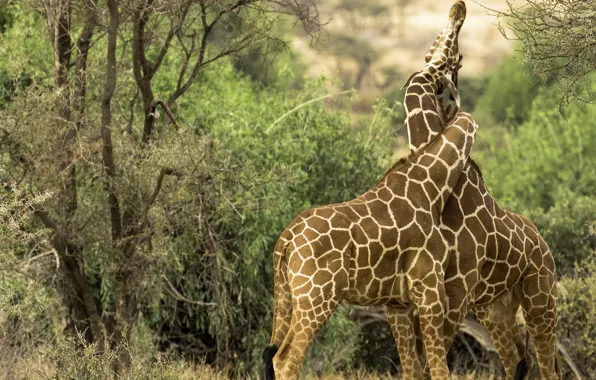 Любовь, жирафы, парочка, переплетение, Кения, шеи, Kenya, Национальный заповедник Самбуру