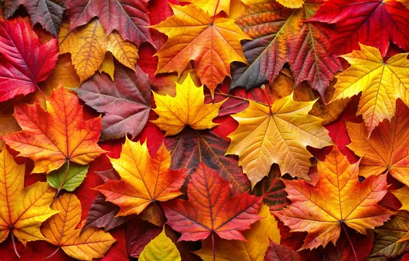 Картинка осень, листья, фон, colorful, клен, background, autumn, leaves