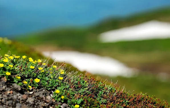 Картинка зелень, поле, трава, листья, свет, земля, стебли, поляна