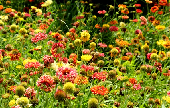 Картинка лето, солнце, цветы, природа, поляна