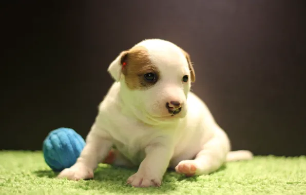 Щенок, Jack Russell Terrier, Терьер, Джек Рассел