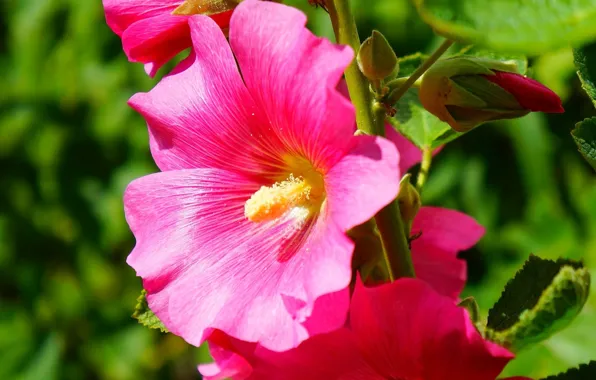Flower, pink, blooming, mallow