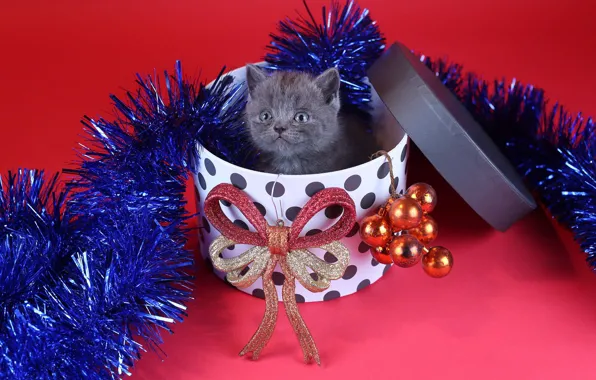 Кошка, взгляд, шарики, украшения, котенок, серый, праздник, коробка