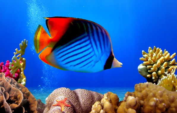 Картинка подводный мир, underwater, ocean, fishes, tropical, reef, coral, коралловый риф