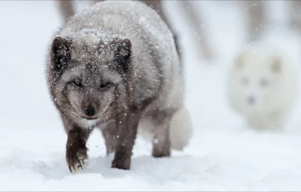 Зима, снег, двое, winter, snow, two, artic fox, песцы