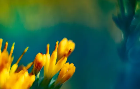 Flower, flowers, spring, abstractions, yellow flowers, yellow and blue