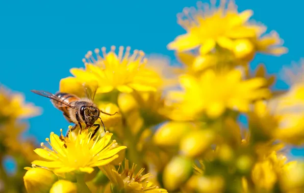 Картинка небо, цветы, пчела, лепестки, насекомое