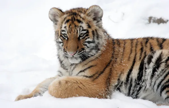 Кошка, снег, тигр, детёныш, тигрёнок, амурский