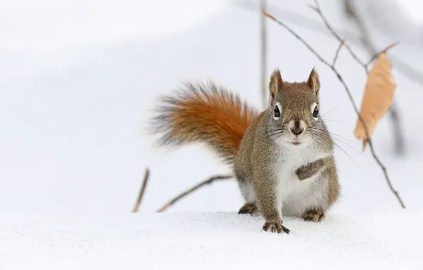 Картинка зима, снег, поза, серый, белка